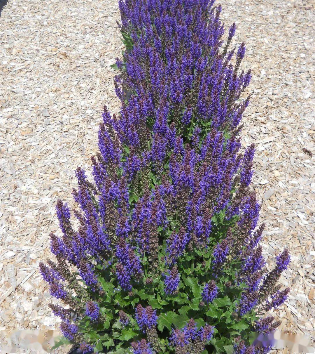 【宿根花卉】2022 种苗订货季 宿根鼠尾草品种合集 无性 & 种繁_开花