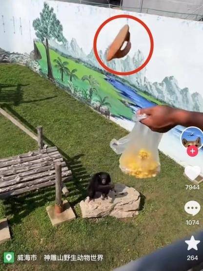 山东一动物园小孩鞋子掉进猩猩园，饲养员用爆米花和猩猩进行交换 