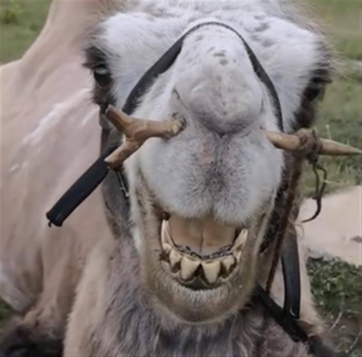 景区回应“骆驼鼻被狠心插木棍”，养殖户：常见驯服手段，不影响呼吸和进食
