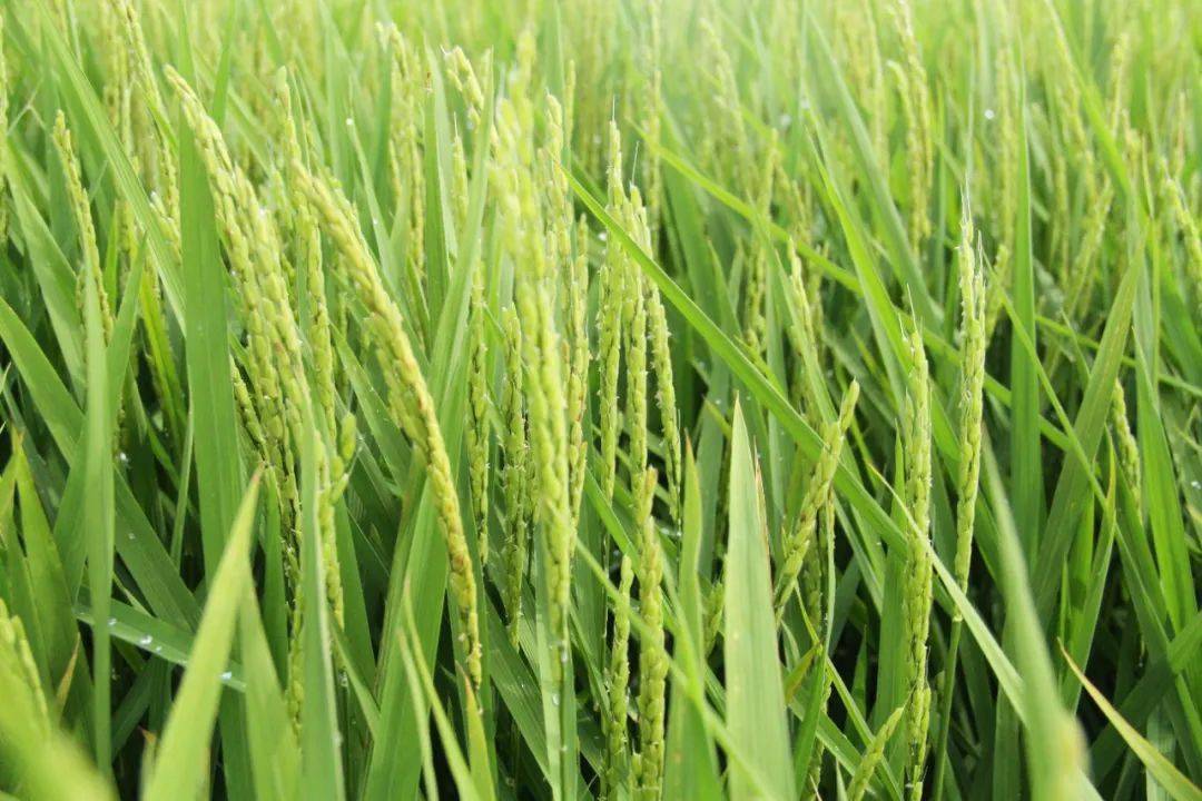 龙垦290水稻品种图片