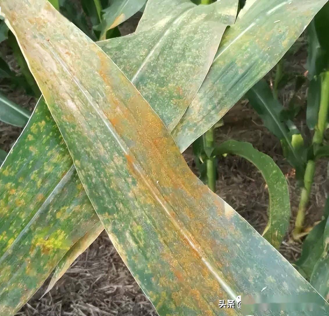 玉米叶片出现锈斑,什么原因导致的?该怎么防治