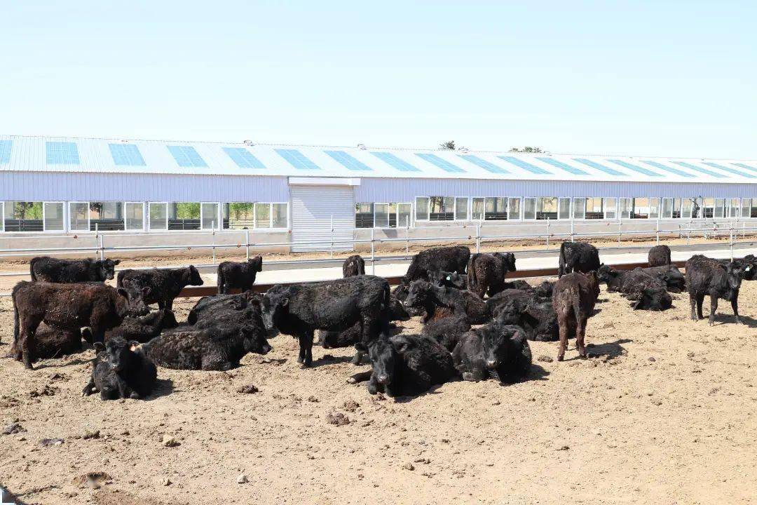 上半年梨樹縣肉牛養殖量存欄量居吉林省第一