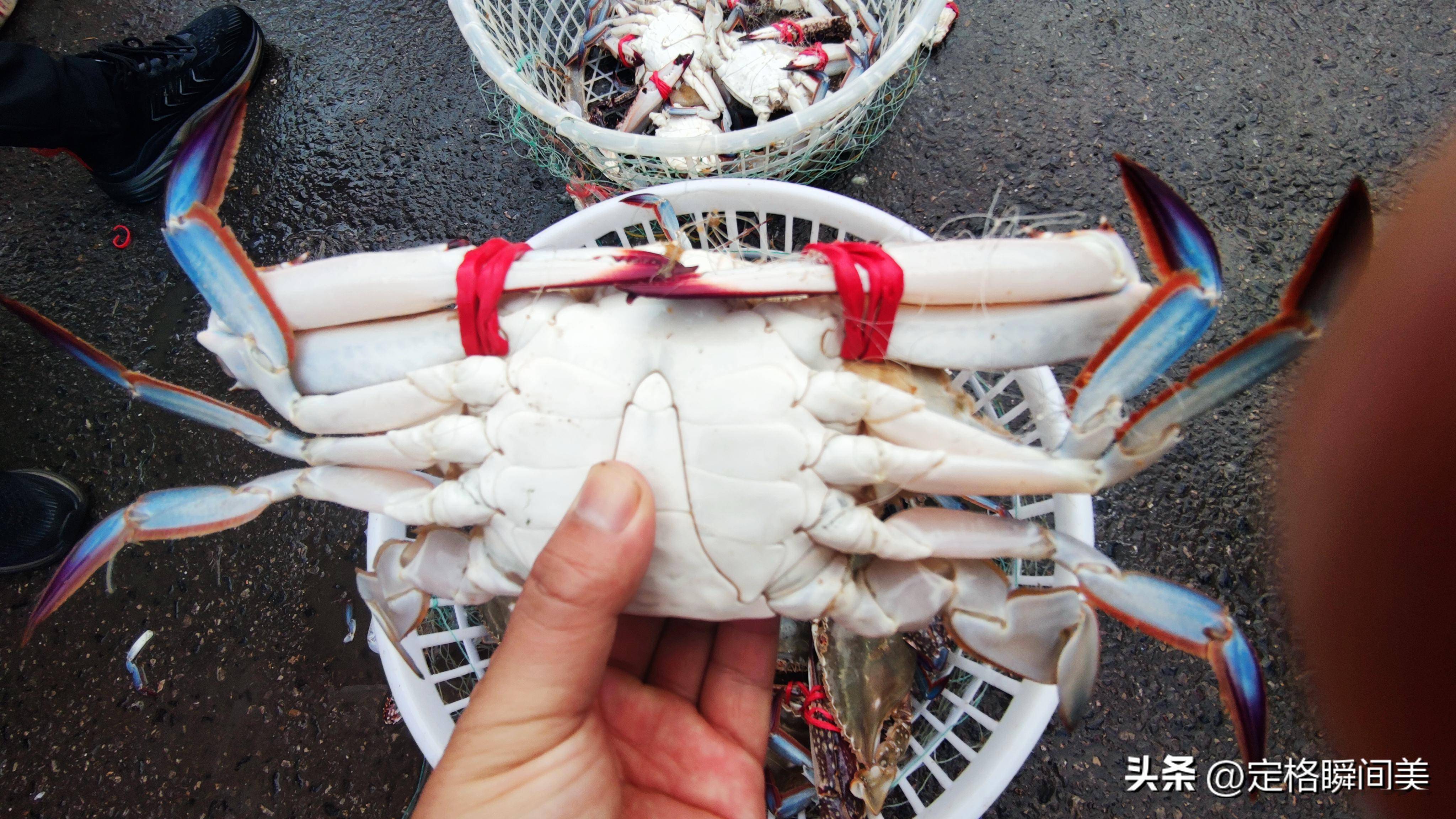 批发价25零售50,南方梭子蟹登陆青岛,市民:螃蟹自由的日子来啦
