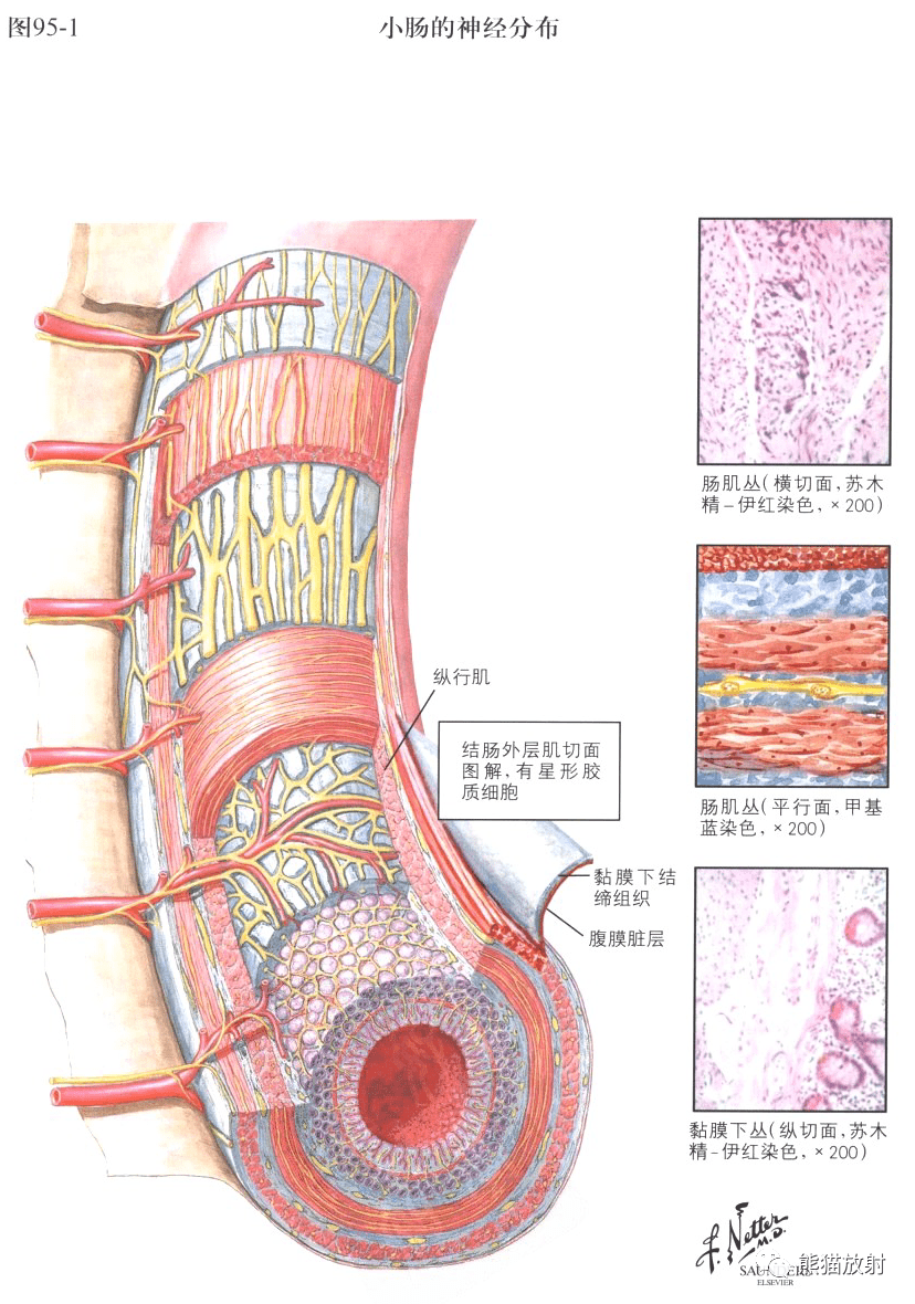 小肠结构图横切面图片