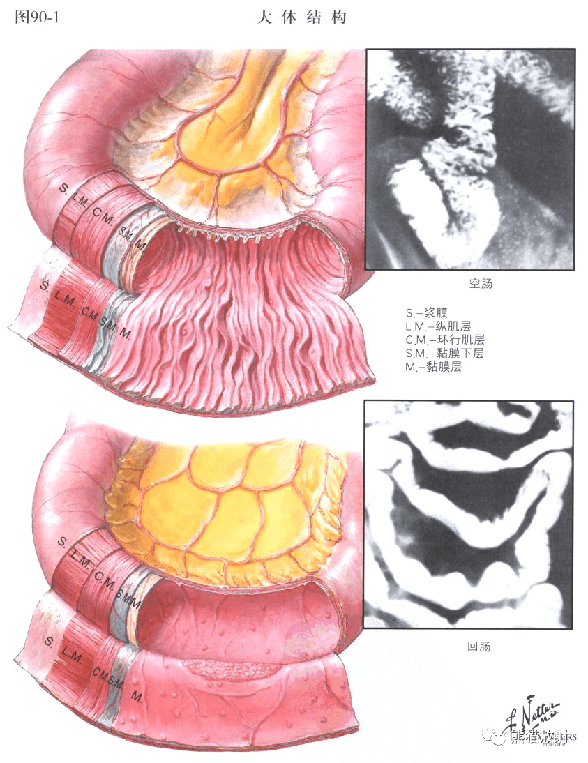 奈特图谱丨小肠解剖及相关疾病