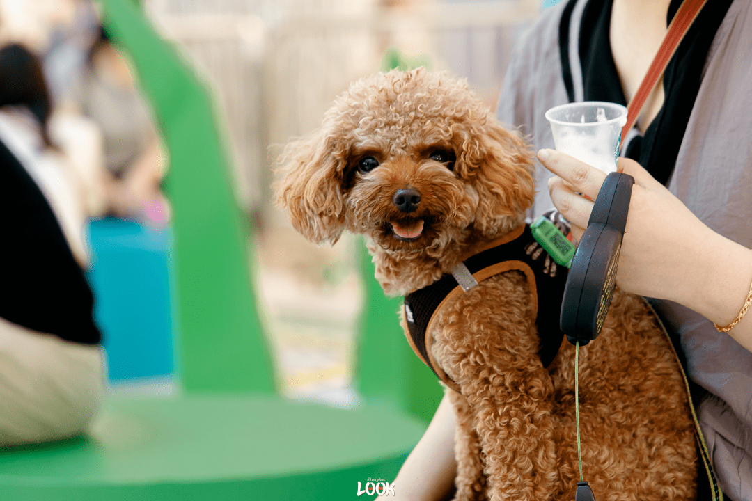狗狗也会爱上看电视广场除了市集打卡点位,还有连续不断的宠物活动