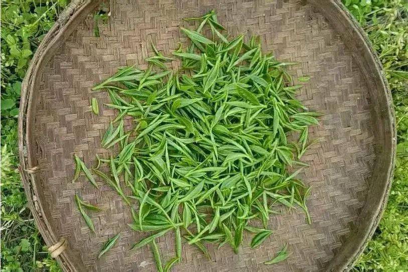 茶叶采自福建省宁德市屏南县,该地区属亚热带海洋性季风气候,海拔900