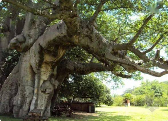 盘点十大最能活的树(树龄2000不入围)_欧洲_世界_树干