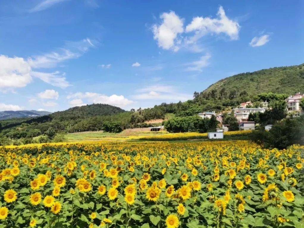 昆明安宁彩色油菜花图片