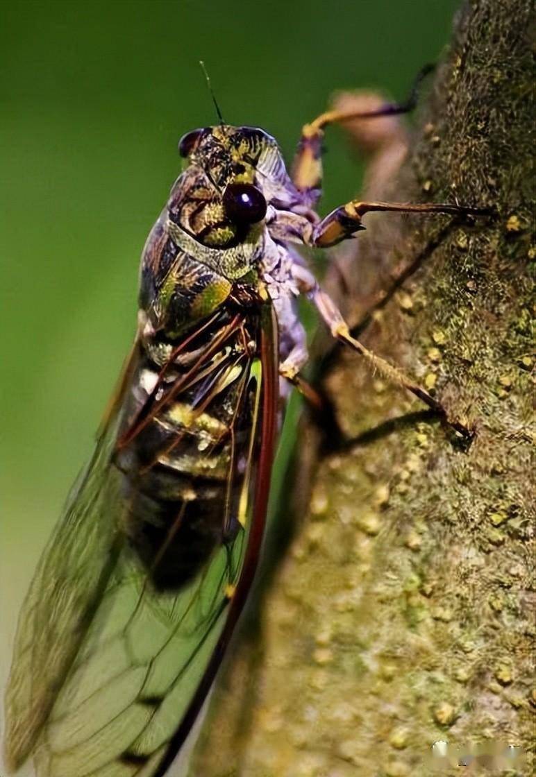蝉在夜间是否鸣叫,这个简单的问题竟然难住了一群人_知了_李汉君_蝉鸣