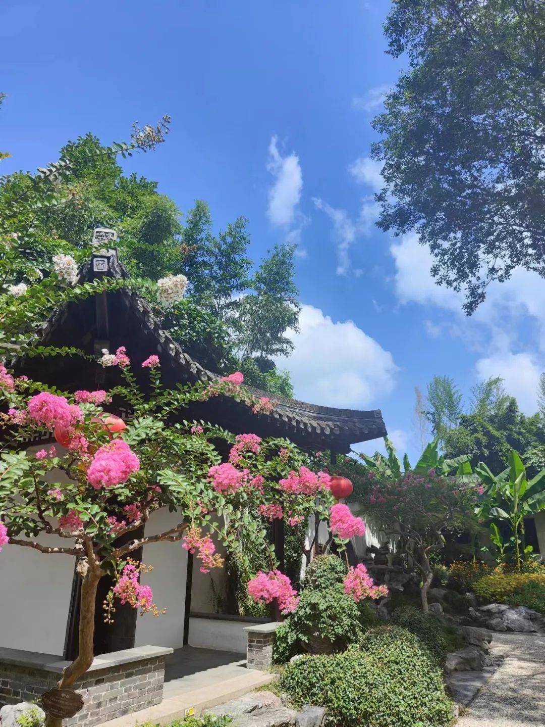 獨佔芳菲當夏景!個園紫薇花驚豔