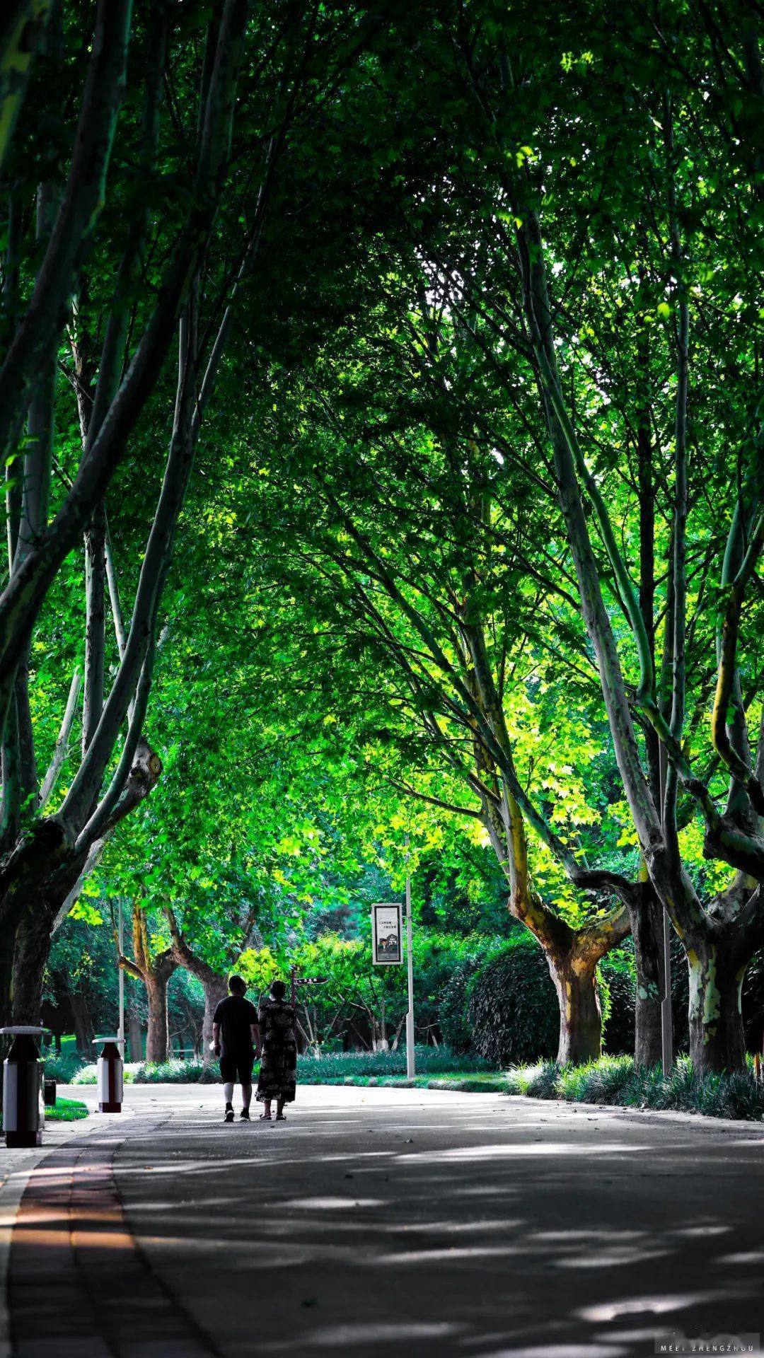 公园_戒指_树林