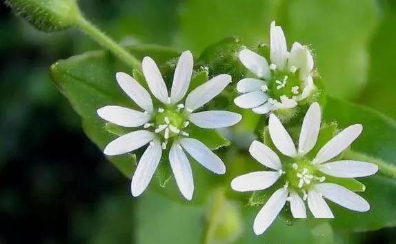 農村野花別樣香這80種生長在農村的花草不僅好看還很有用