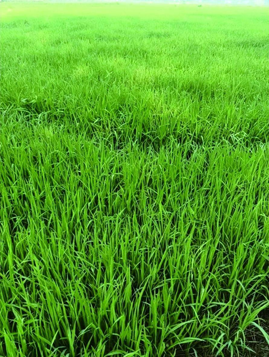 浅水足氧足肥,调优个体群体 水稻拔节前后加强水肥管理_稻苗_笔者