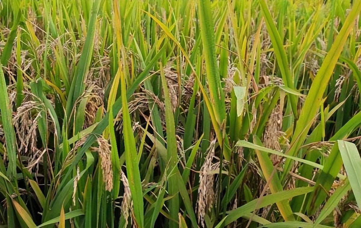 防治水稻穗颈瘟,根据用药时间选药种_病菌_保护_稻瘟病