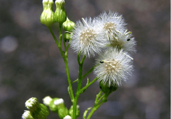 小蓬草随风旅行的野草