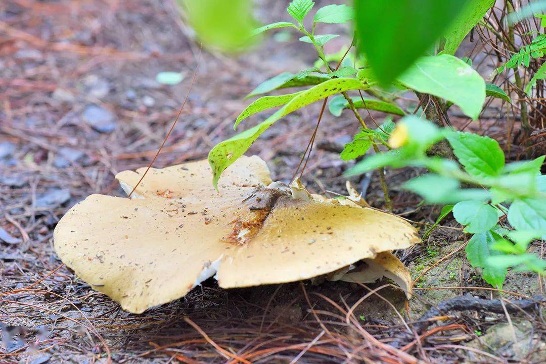 保山昌宁雷雨季节鸡枞香