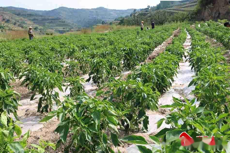秦安县莲花镇川子村:辣椒种植"映红"百姓增收致富路_产业_农户_集体