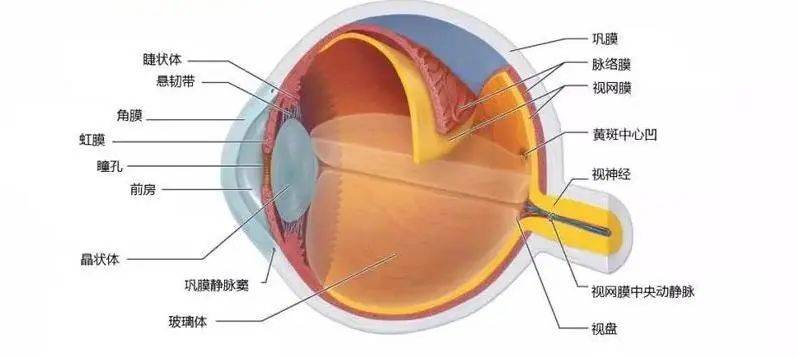 眼前节是什么？_检查_结膜_角膜