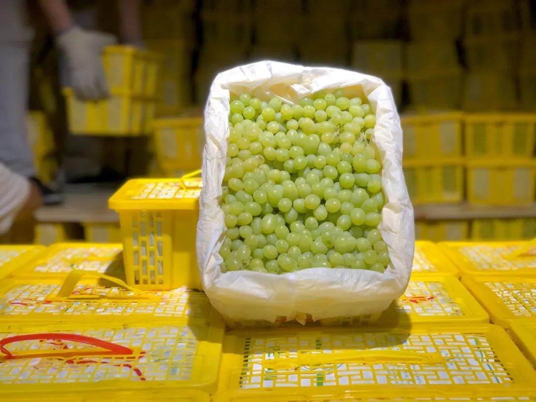 这么好的新疆吐鲁番无核白葡萄,离不开果农们精心管理,精细地挑拣筛选