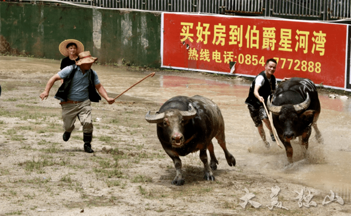 独山下司斗牛图片