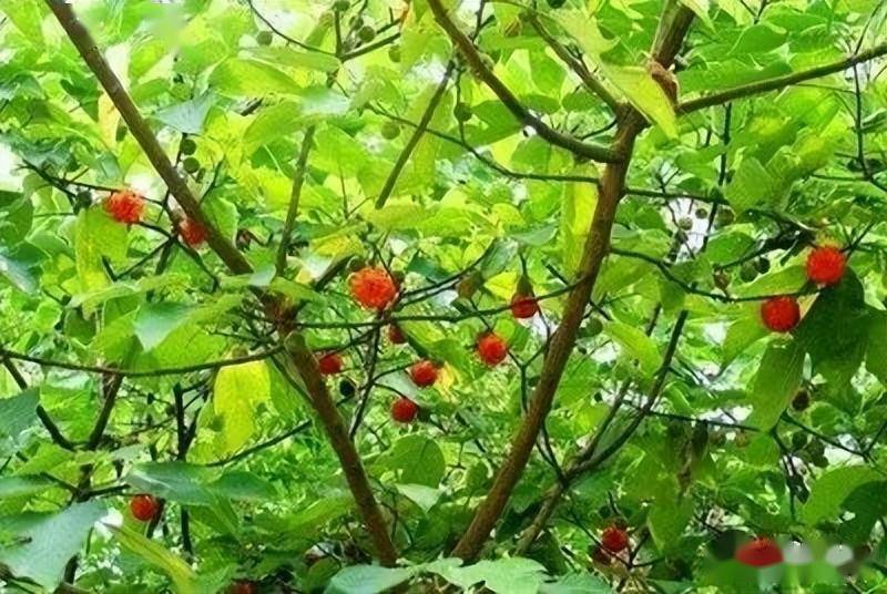 楮桃树好样的创造条件也要秀出风采