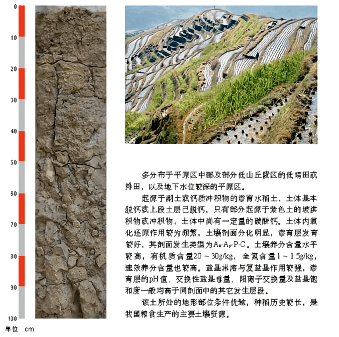 白 土白土主要指風沙土風沙土是指容易被風吹動的砂質土土壤缺少黏粒