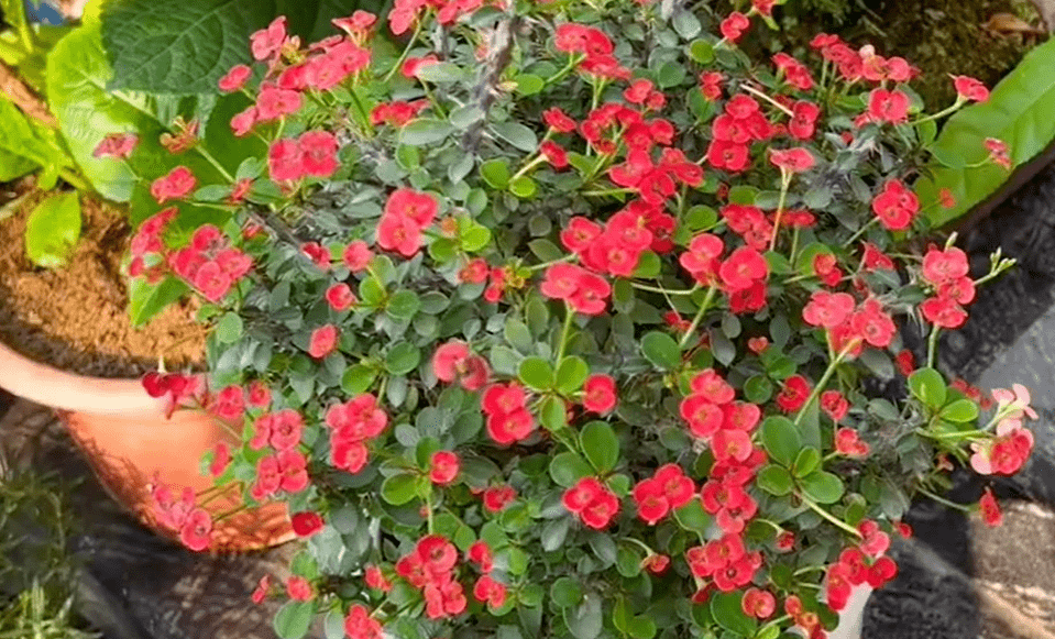 "好男不娶虎刺梅,好女不嫁流光锤",老辈人的告诫,没毛病_男人_女人