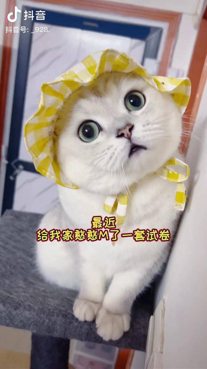 我们大圆子得三好学生奖状了一定要看到最后抖音动物图鉴