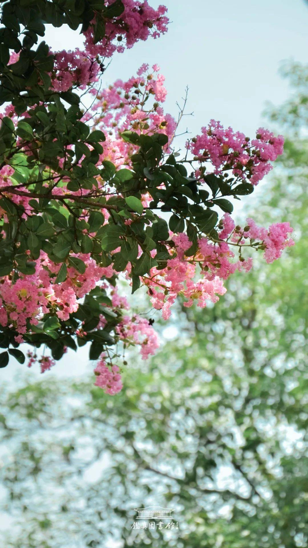 鉴真物候 立秋 善护念 关照身心 人生 季节 般若