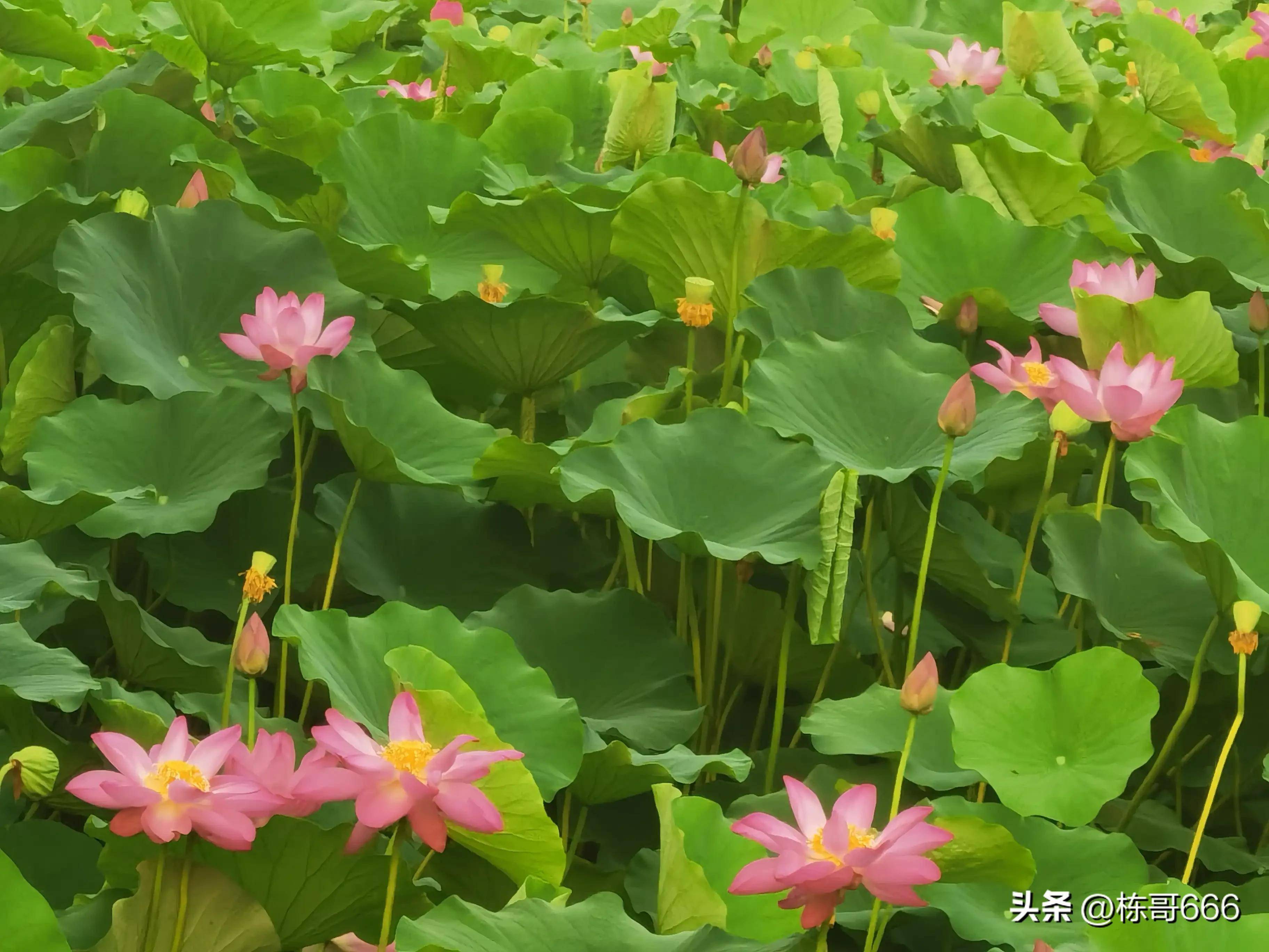 立秋之日依然高温拍摄荷花美如画