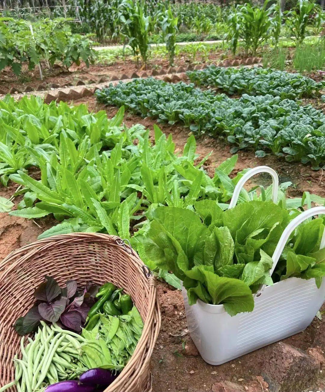 小平房的前后有两个菜园子,爷爷奶奶都很勤快,每到夏天他们就会在园子