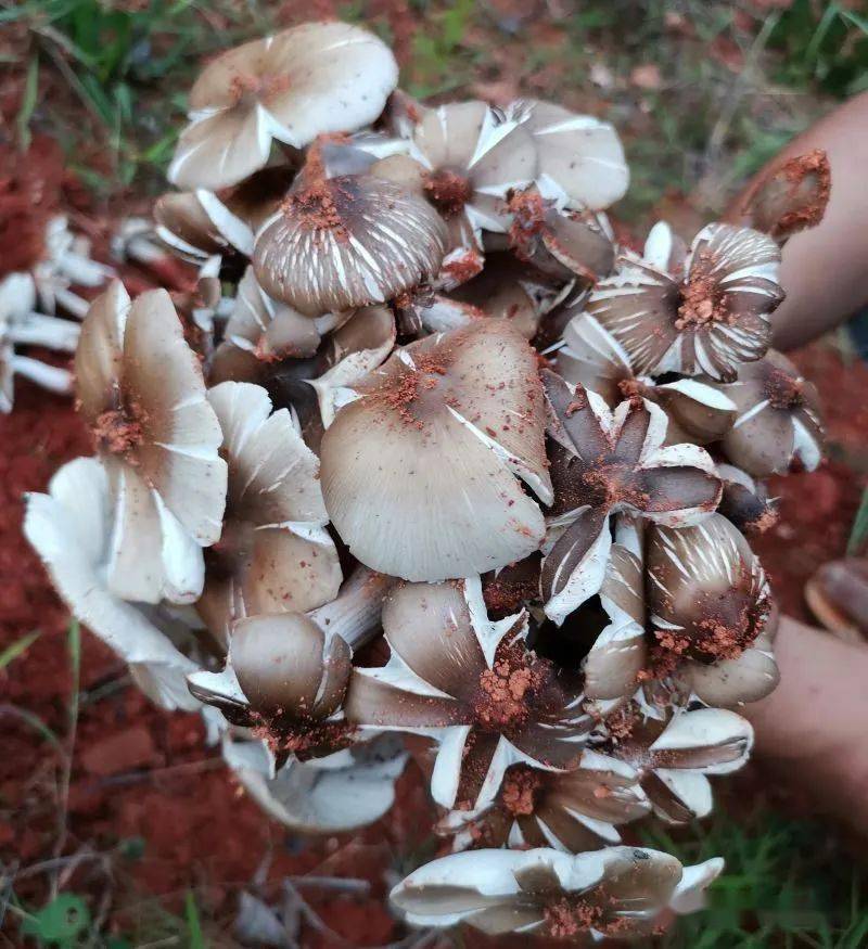 普洱火把鸡枞最后一拨啦你去捡了没