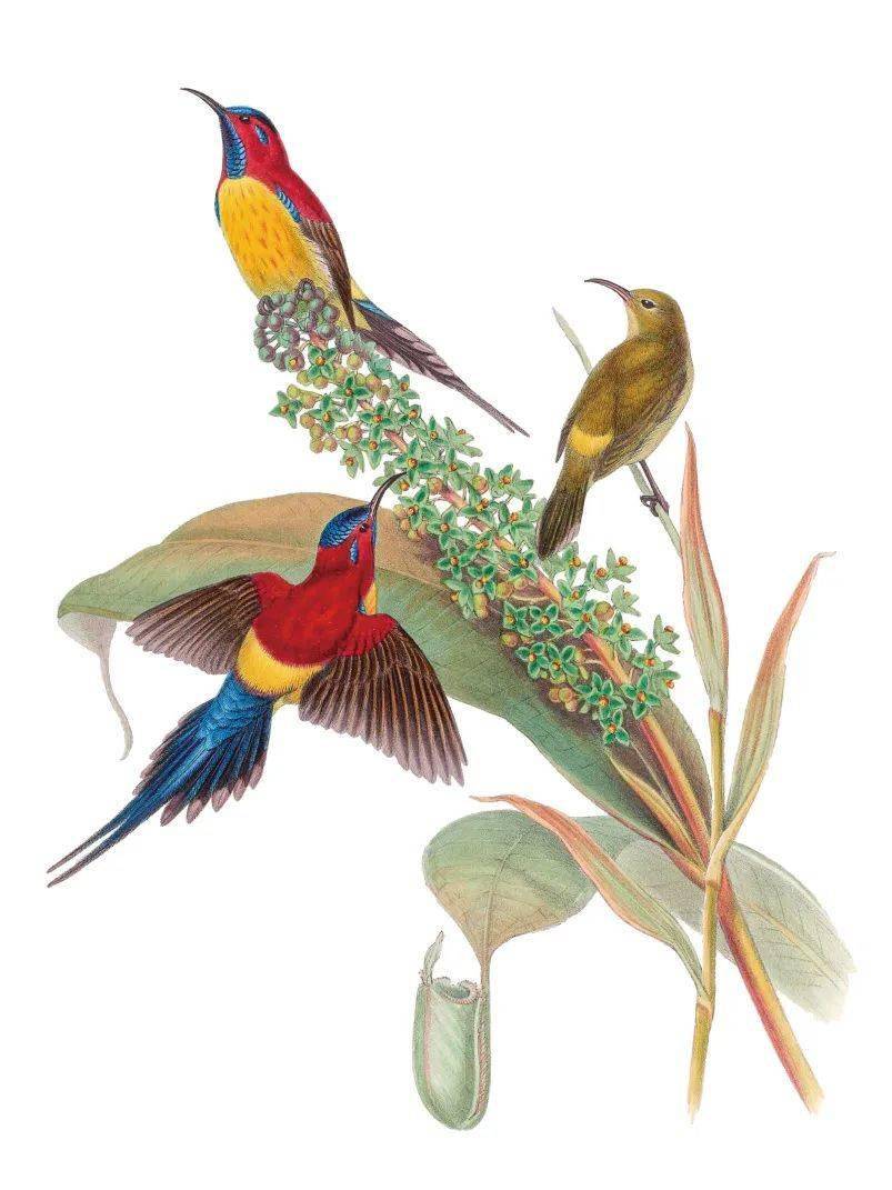 从出身贫寒,到一代泰斗:他画出了中国飞鸟的美_古尔德_鸟类_喜马拉雅