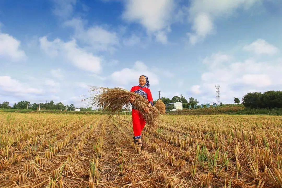 千亩水稻迎丰收遂宁初秋田园美如画