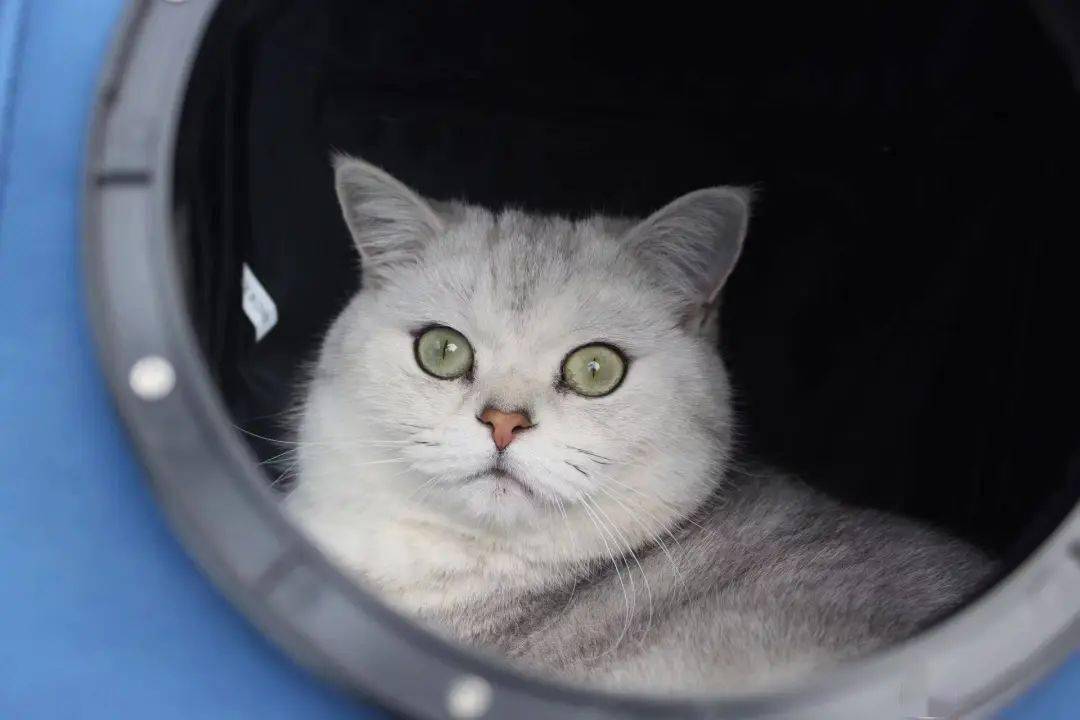 cocklebur就是要贴贴夏日,周末,一起赖在床上.