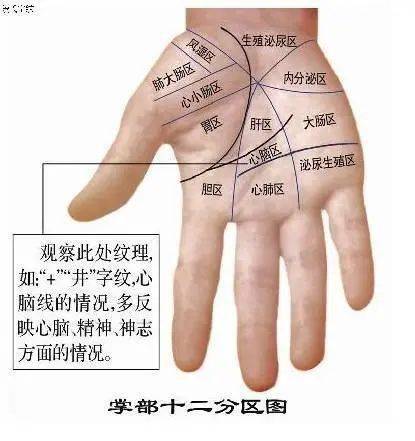 手掌杂纹看疾病