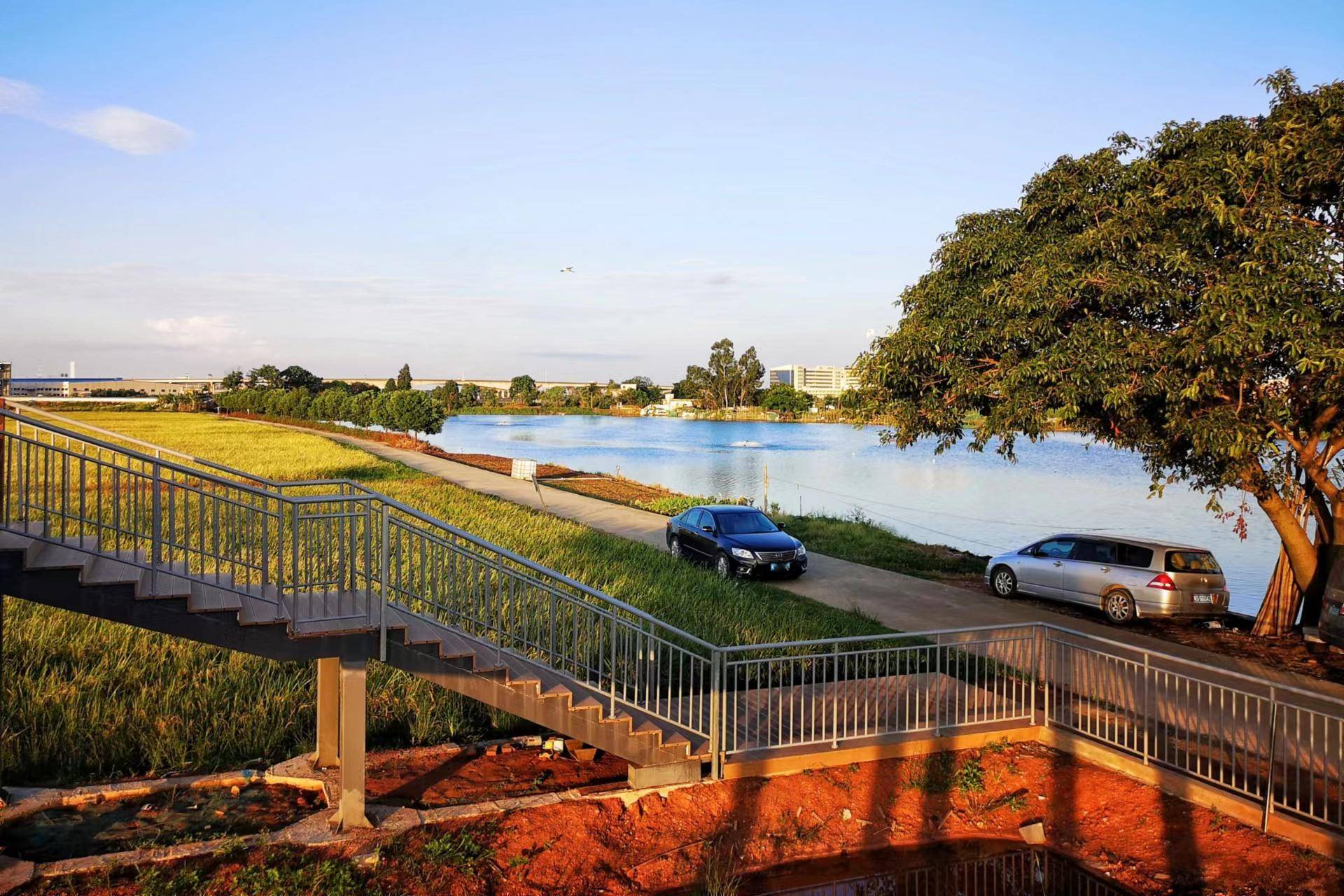 图集东莞水乡洪梅连片稻田喜迎丰收