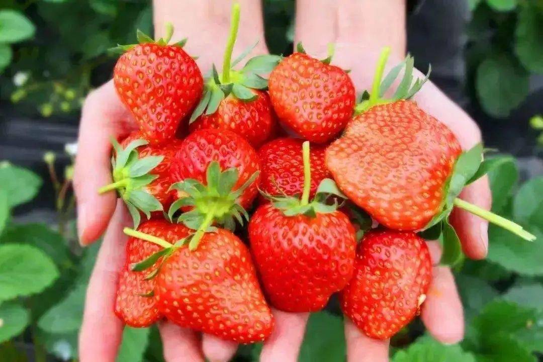 身边的劳模 | 徐广飞:用勤劳与智慧 托起群众"莓"