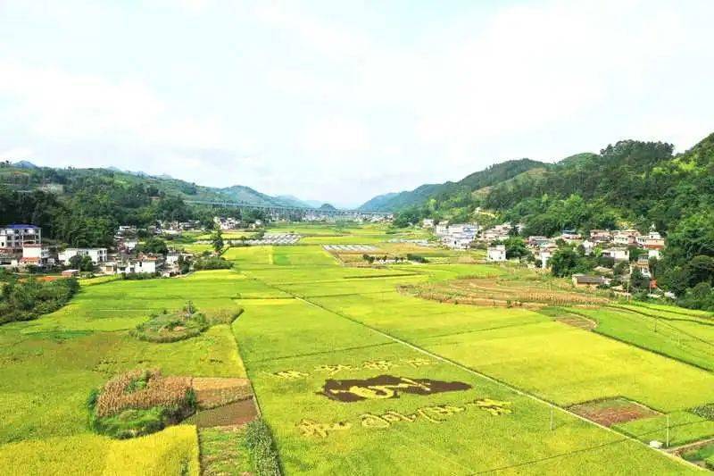 高县这里的丰收画卷太美了._水稻_权归_庆岭镇