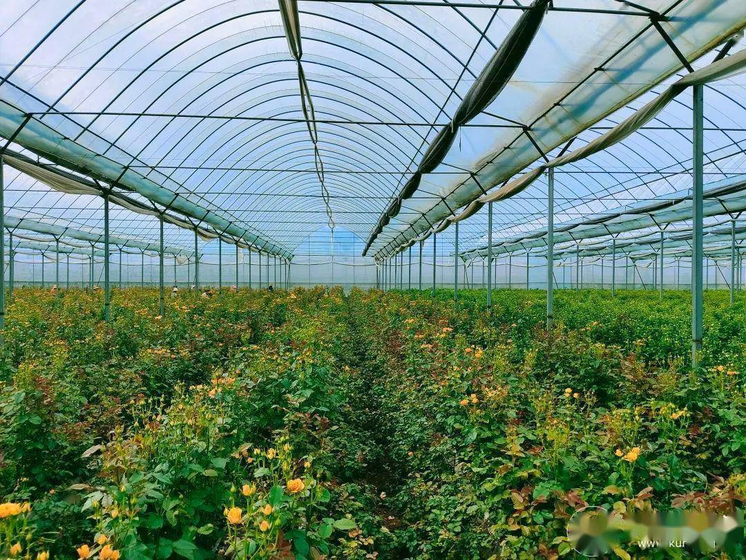 晋宁区荒川村的"逆袭"之路_市场_花卉_班子