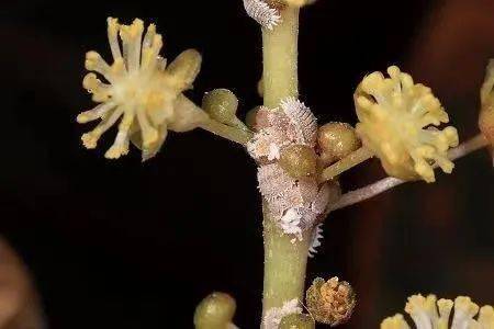 柑橘类"水果杀手"---大洋臀纹粉蚧_进行_若虫_植株