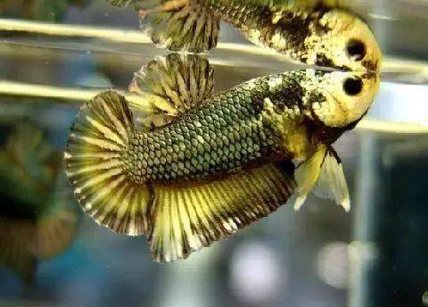 各类鼠鱼的繁殖方法 |【水族圈低调分享】_马尾_betta_展斗