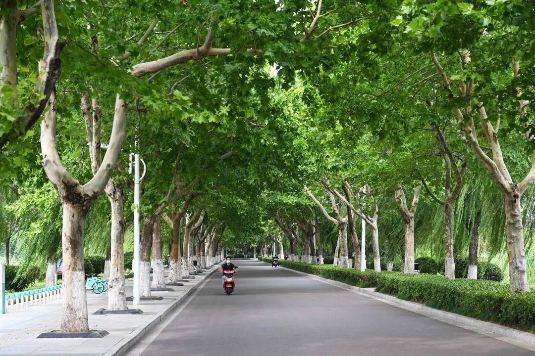 林荫道_行道树_道路