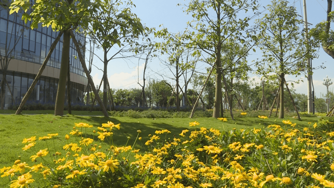 推窗可见绿，抬脚即进园！西昌市新增14个绿地“口袋公园”