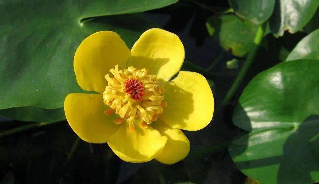 池塘中萍蓬草开出金黄娇俏的花来引得台长将她移栽回家