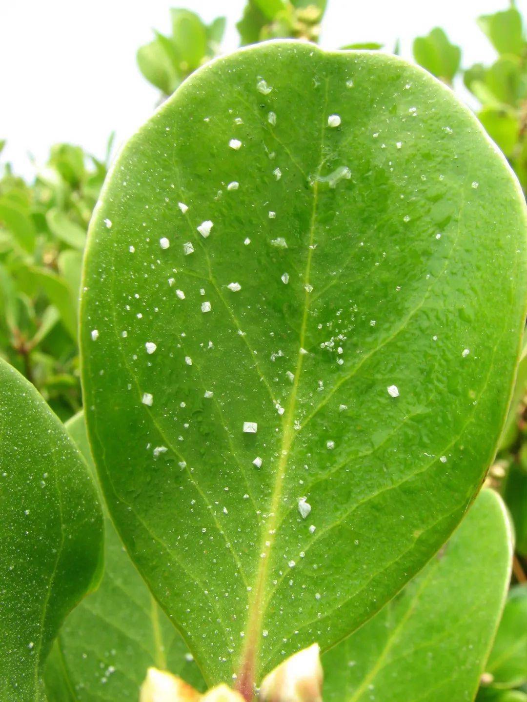 原来,这胎生植物拱卫着我大福建的海岸线!_红树林_海水_自然保护区