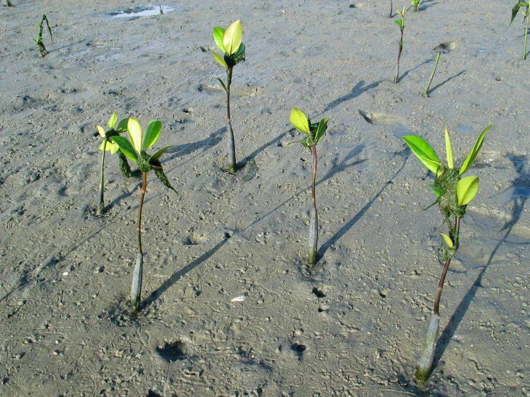 原来,这胎生植物拱卫着我大福建的海岸线!_红树林_海水_自然保护区