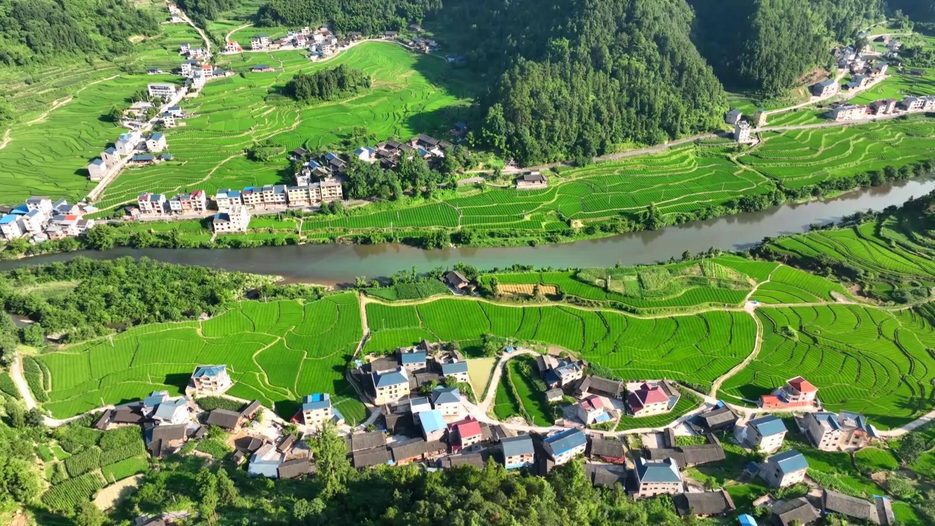 岑巩县龙田总院杂交水稻制种基地