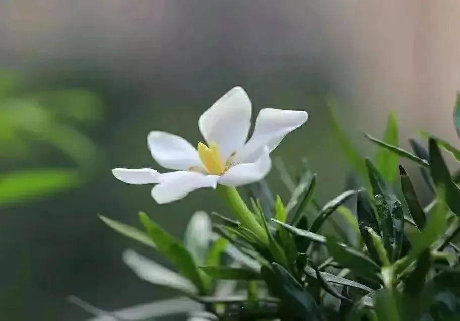 野生栀子花下山桩养法图片